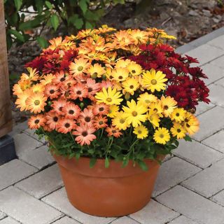 Akila Sunset Osteospermum Thumbnail
